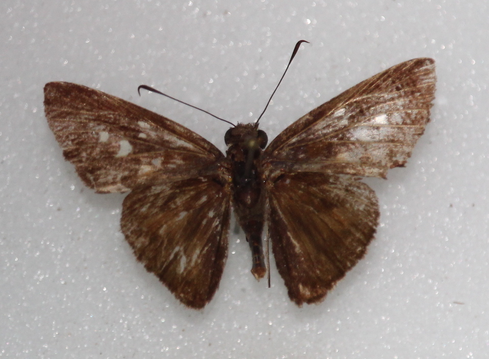 Paracarystus menestries (dorsal)