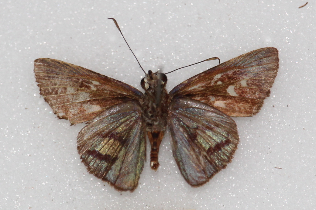 Paracarystus menestries (ventral)