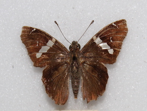 Spathilepia clonius (dorsal)