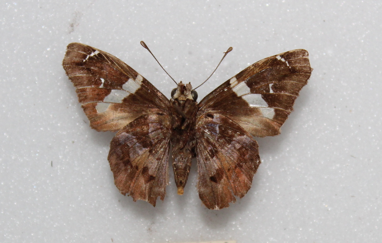 Spathilepia clonius (ventral)