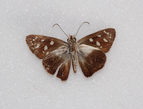 Hyalothyrus nitocris (ventral)