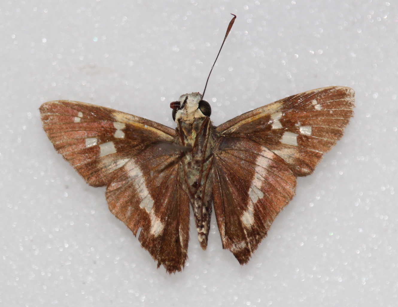 Niconiades xanthaphes (ventral)
