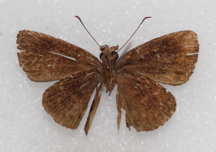 Ouleus fridericus (ventral)