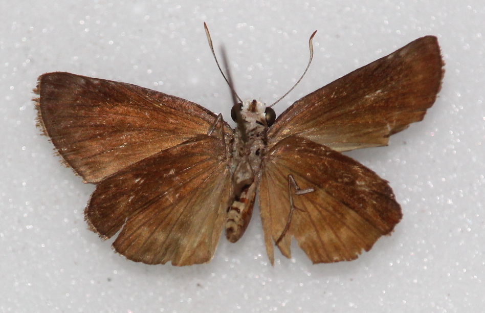 Chiomara basigutta (ventral)