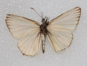 Heliopetes arsalte (ventral)