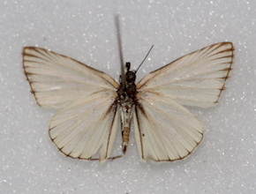 Heliopetes arsalte (ventral)