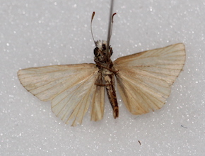 Heliopetes macaira (ventral)