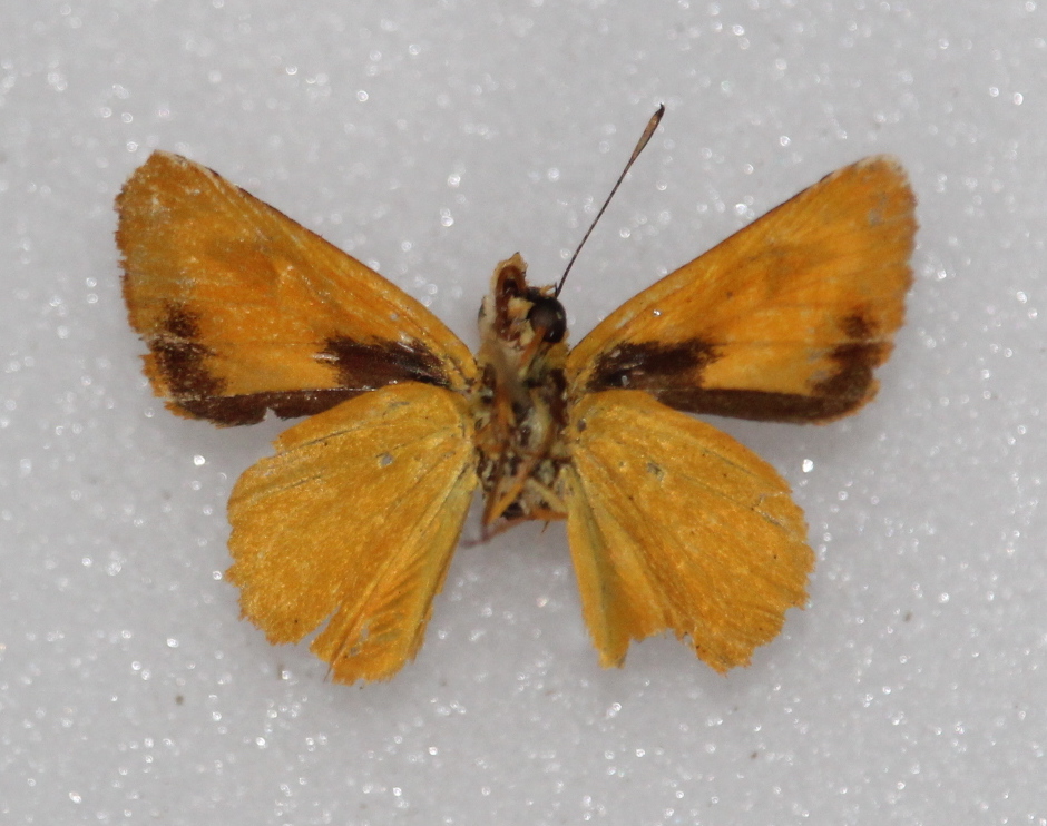 Zariaspes mys (ventral)