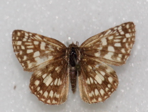 Pyrgus orcus (dorsal)