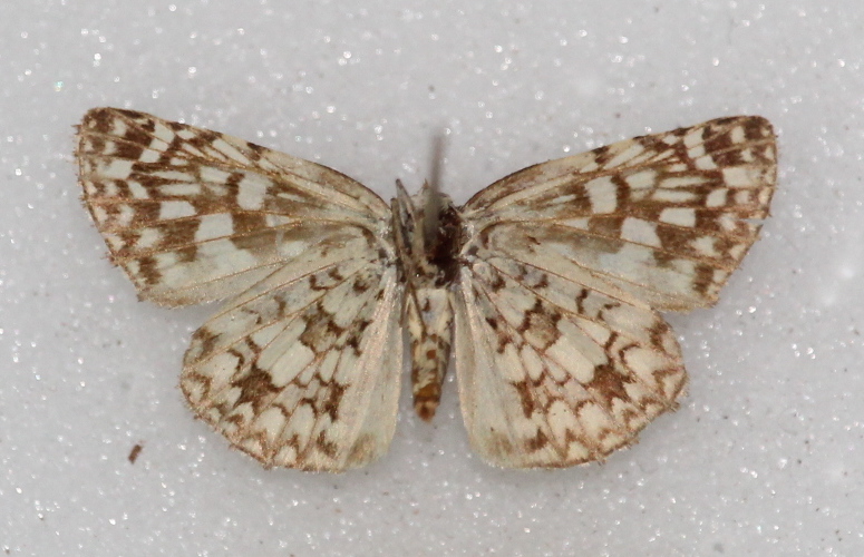 Pyrgus orcus (ventral)