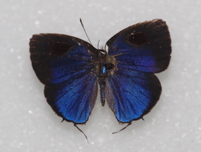 Theclopsis lydus (dorsal)
