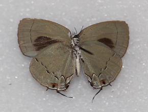 Theclopsis lydus (ventral)