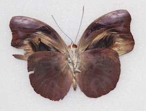 Catonephele acontius (ventral)