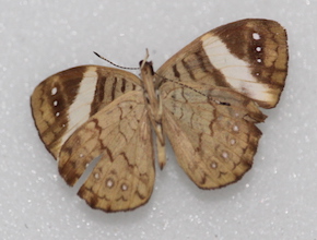 Ectima thecla (ventral)