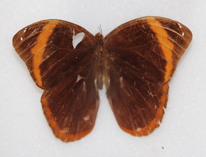 Catoblepia berecynthia (dorsal)