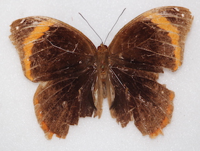 Catoblepia berecynthia (dorsal)