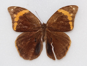 Catoblepia soranus (dorsal)