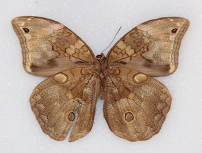 Catoblepia soranus (ventral)