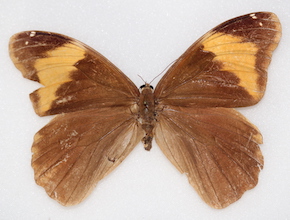 Selenophanes cassiope (dorsal)