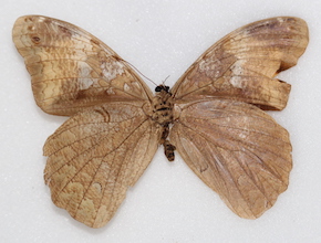 Selenophanes cassiope (ventral)
