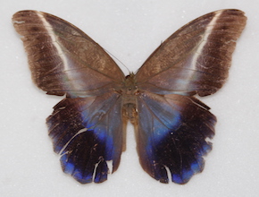 Caligo idomeneus (dorsal)