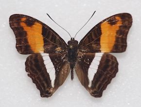 Adelpha cocala (dorsal)