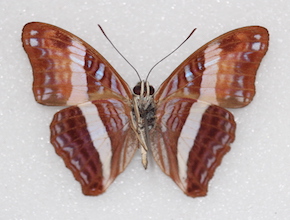 Adelpha cocala (ventral)
