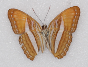 Adelpha cytherea (ventral)