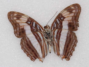 Adelpha capucinus (ventral)
