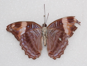 Adelpha boreas (ventral)