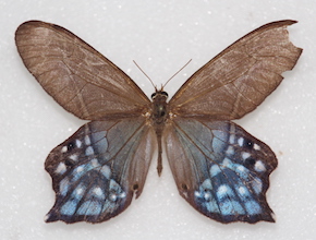 Pierella hyalinus (dorsal)
