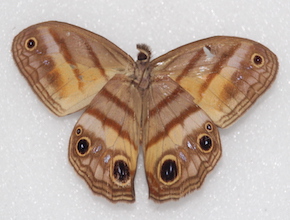 Magneuptychia harpyia (ventral)