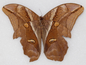 Eryphanis automedon (ventral)