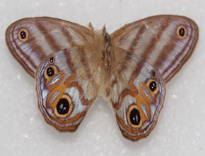 Chloreuptychia herseis (ventral)